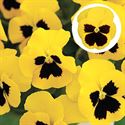 Afbeelding van Viola P9 Grootbloemig Yellow  blotch